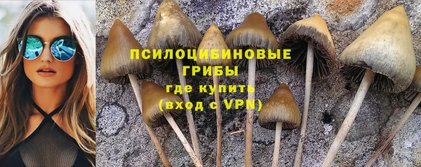 PSILOCYBIN Алзамай